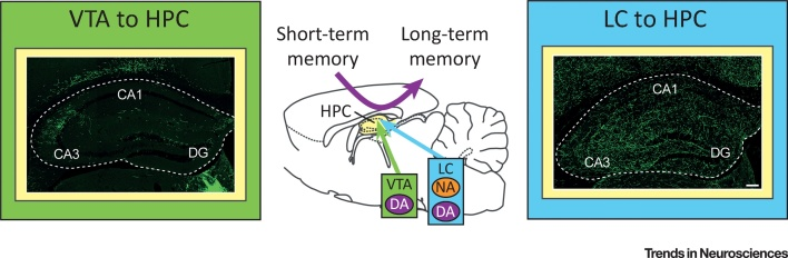 Novelty and Dopaminergic Modulation of Memory Persistence_A Tale
